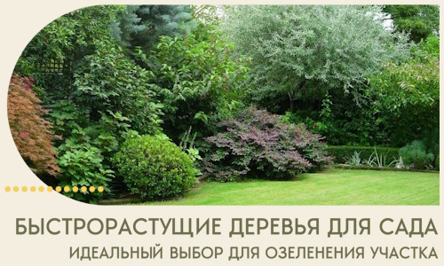 Быстрорастущие деревья для сада идеальный выбор в Выборге