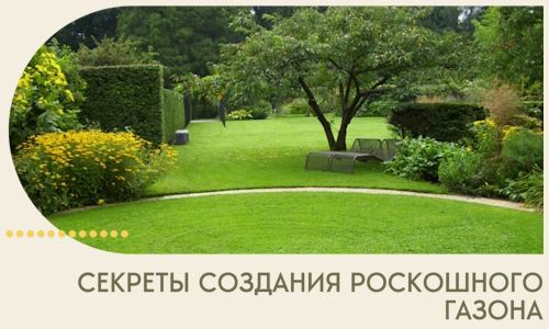 Секреты создания роскошного газона в Выборге